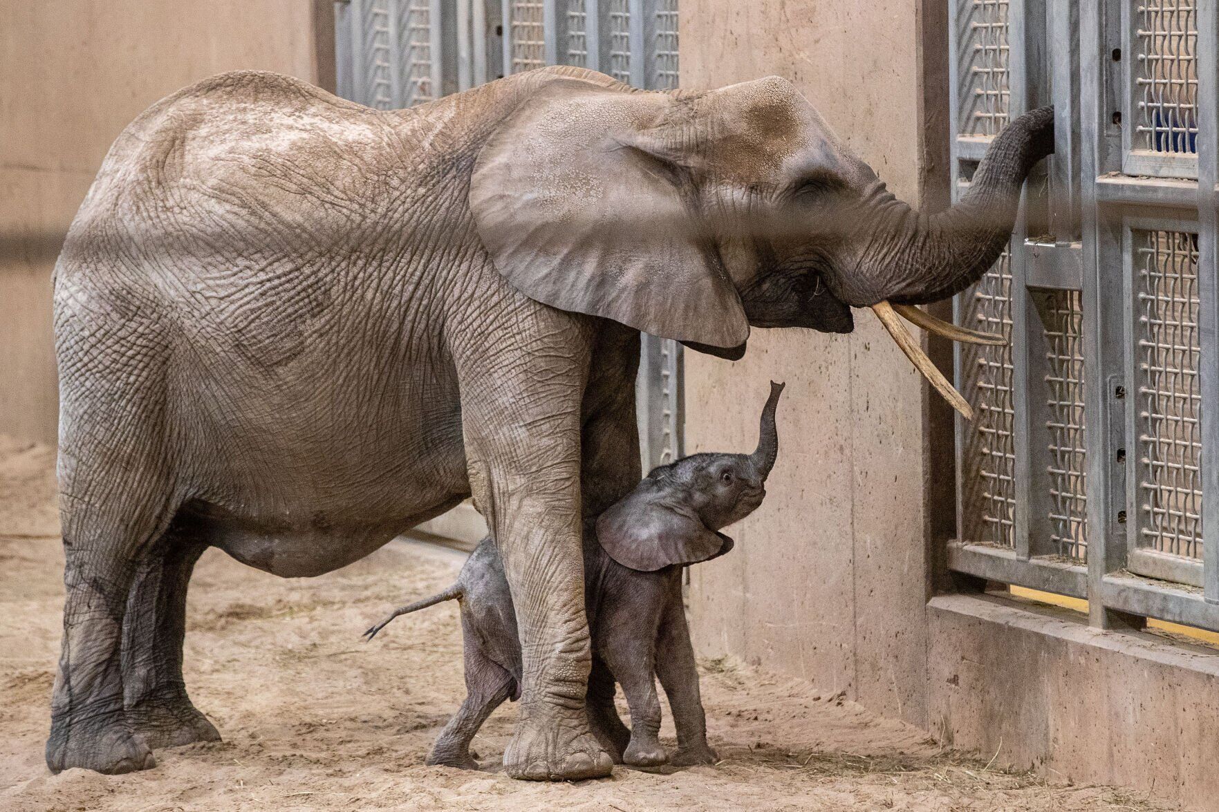 021522-owh-new-elephants-pic-cm010.jpg